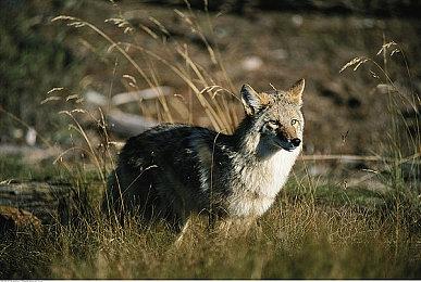 PS宣布与知名音乐组合YOASOBI合作 以玩家故事创作新歌曲