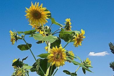 《铁拳8》体验版反响良好 预购量一直在稳定增长